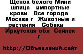 Щенок белого Мини шпица , импортные крови - Все города, Москва г. Животные и растения » Собаки   . Иркутская обл.,Саянск г.